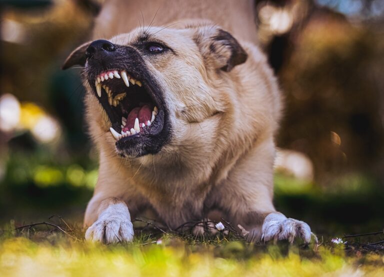 Angry dog snarling with teeth bared, indicating potential danger and risk of dog bite incidents
